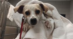 Shelter Stray Male Dog last seen Near BLOCK ASPEN LOOP SANTA FE NM 87507, 100 Caja Del Rio Rd, Santa Fe, NM 87507, USA