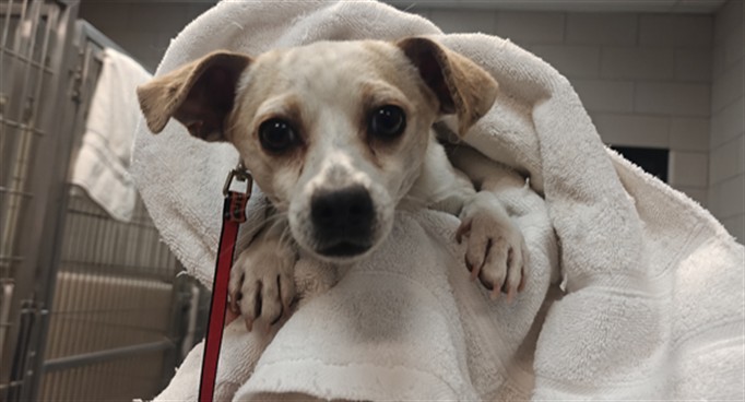 Shelter Stray Male Dog last seen Near BLOCK ASPEN LOOP SANTA FE NM 87507, 100 Caja Del Rio Rd, Santa Fe, NM 87507, USA