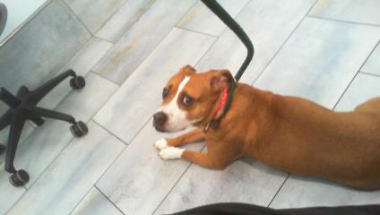 Shelter Stray Female Dog last seen PINEVILLE, 8315 Byrum Dr, Charlotte, NC 28217, USA