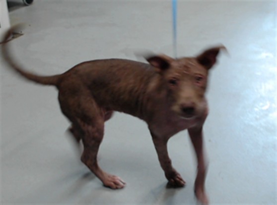Shelter Stray Female Dog last seen Near BLOCK FLEISHMAN ST, FAYETTEVILLE NC 28303, 4704 Corporation Dr, Fayetteville, NC 28306, USA