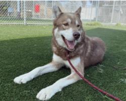 Shelter Stray Male Dog last seen , 3201 Lacy St, Los Angeles, CA 90031, USA
