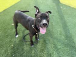 Shelter Stray Male Dog last seen , 3201 Lacy St, Los Angeles, CA 90031, USA