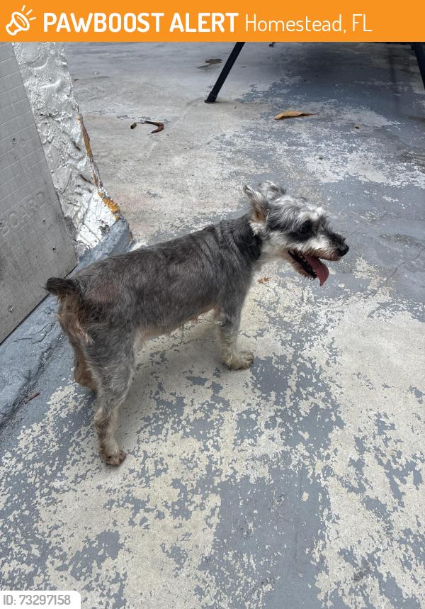 Found/Stray Female Dog last seen Near sw 156th ave homestear, Homestead, FL 33033