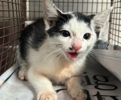 Shelter Stray Male Cat last seen , 3201 Lacy St, Los Angeles, CA 90031, USA