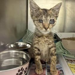 Shelter Stray Female Cat last seen Near BLOCK PRICE AVE, 4710 TX-151, San Antonio, TX 78227, USA
