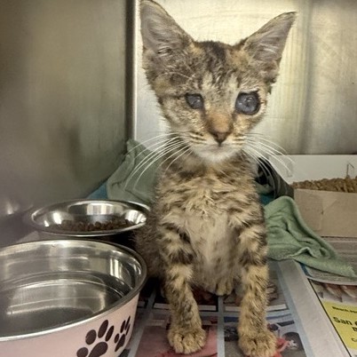Shelter Stray Female Cat last seen Near BLOCK PRICE AVE, 4710 TX-151, San Antonio, TX 78227, USA