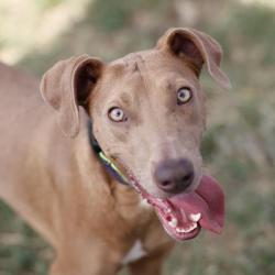 Shelter Stray Female Dog last seen NORTH FOSTER AND EAST HOUSTON, 4710 TX-151, San Antonio, TX 78227, USA