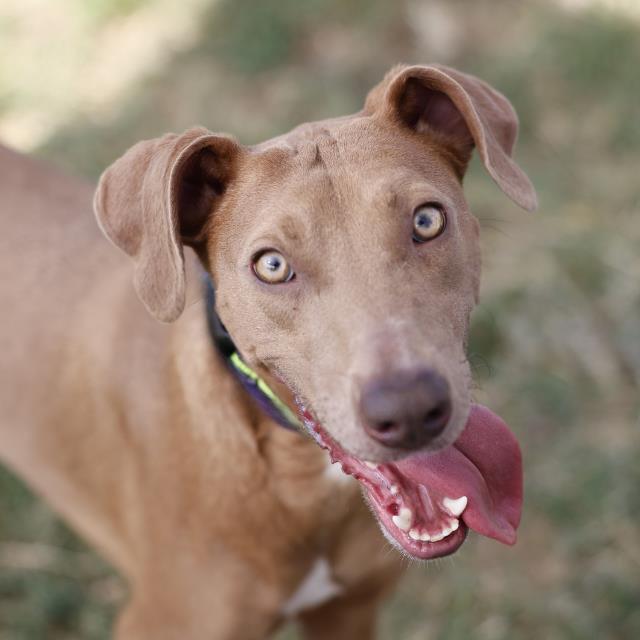 Shelter Stray Female Dog last seen NORTH FOSTER AND EAST HOUSTON, 4710 TX-151, San Antonio, TX 78227, USA