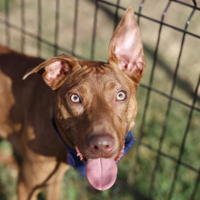 Shelter Stray Male Dog last seen NORTH FOSTER AND EAST HOUSTON, 4710 TX-151, San Antonio, TX 78227, USA