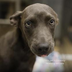 Shelter Stray Male Dog last seen HART, 4710 TX-151, San Antonio, TX 78227, USA