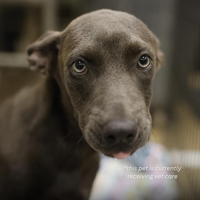 Shelter Stray Male Dog last seen HART, 4710 TX-151, San Antonio, TX 78227, USA