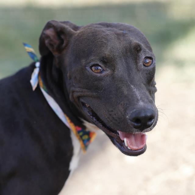 Shelter Stray Female Dog last seen E HOUSTON ST, 4710 TX-151, San Antonio, TX 78227, USA
