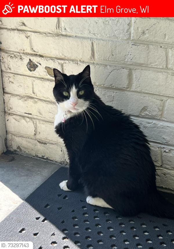 Lost Male Cat last seen Auxano Church in Elm Grove, WI, Elm Grove, WI 53122