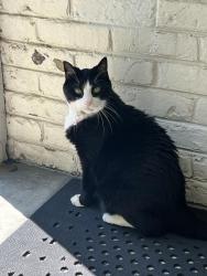 Lost Male Cat last seen Auxano Church in Elm Grove, WI, Elm Grove, WI 53122