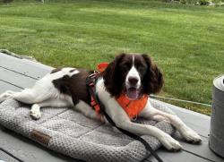 Reunited Female Dog last seen Rt 35 and Walker, Athens, VT 05146