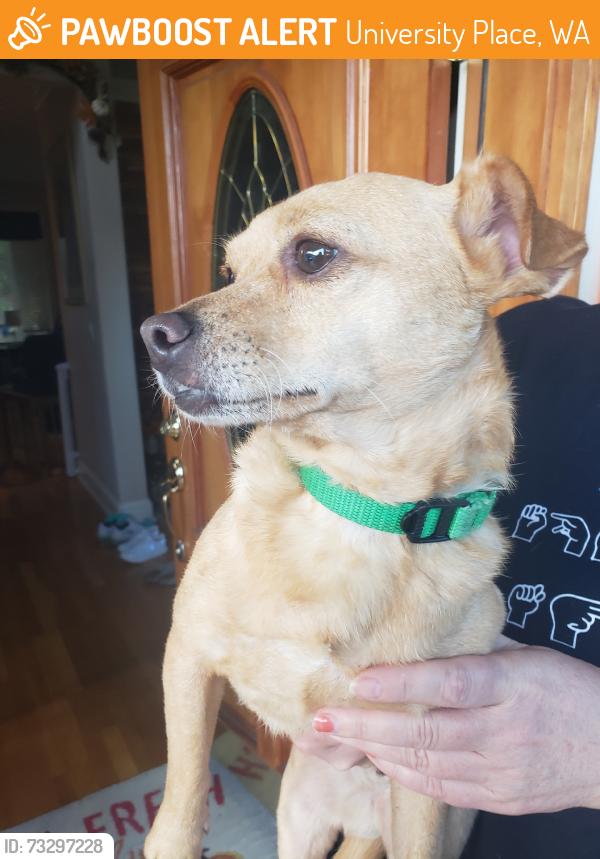 Found/Stray Male Dog last seen Westhampton community development, University Place, WA 98467