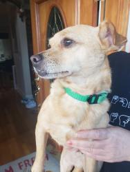Found/Stray Male Dog last seen Westhampton community development, University Place, WA 98467