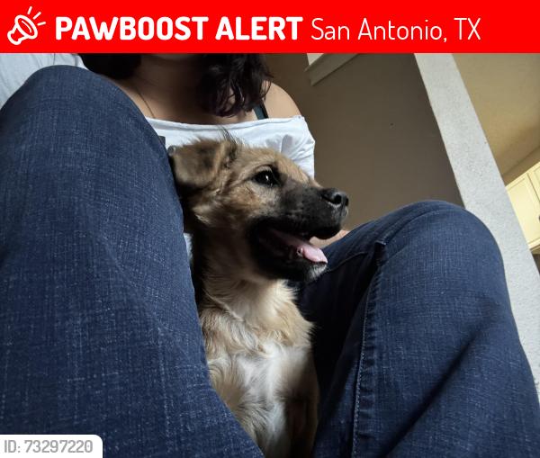 Lost Female Dog last seen Bomar Lane, San Antonio, TX 78233