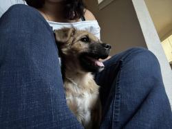 Lost Female Dog last seen Bomar Lane, San Antonio, TX 78233