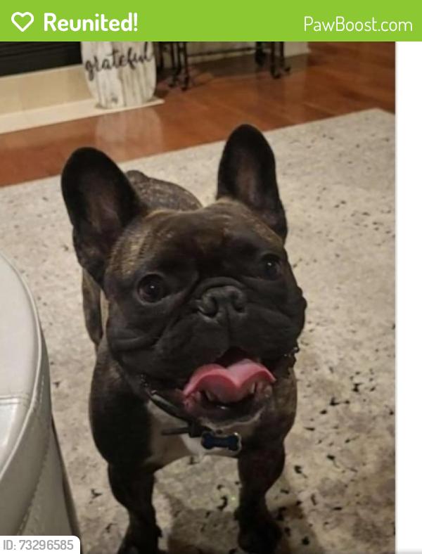 Reunited Male Dog last seen E latham and 70th, Scottsdale, AZ 85257