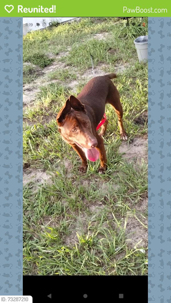 Reunited Male Dog last seen Piute lane and teton drive, New Port Richey, FL 34654