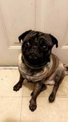 Lost Male Dog last seen North College Hill, Ohio, North College Hill, OH 45239