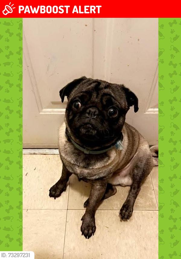 Lost Male Dog last seen North College Hill, Ohio, North College Hill, OH 45239