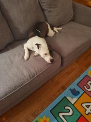 Lost Female Dog last seen Near n sayre, Chicago, IL 60647