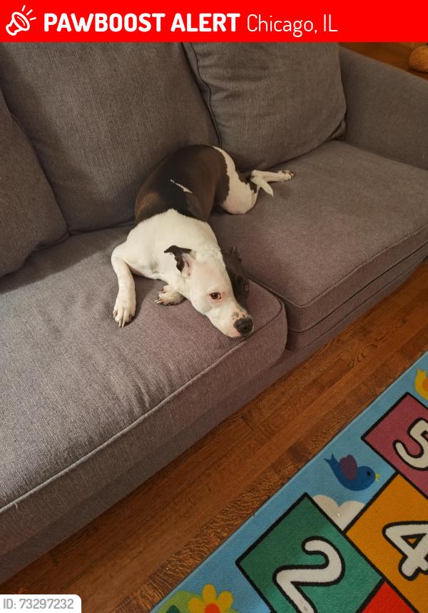 Lost Female Dog last seen Near n sayre, Chicago, IL 60647