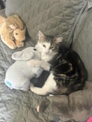Lost Male Cat last seen Near Sycamore Drive, Marysville, OH 43040