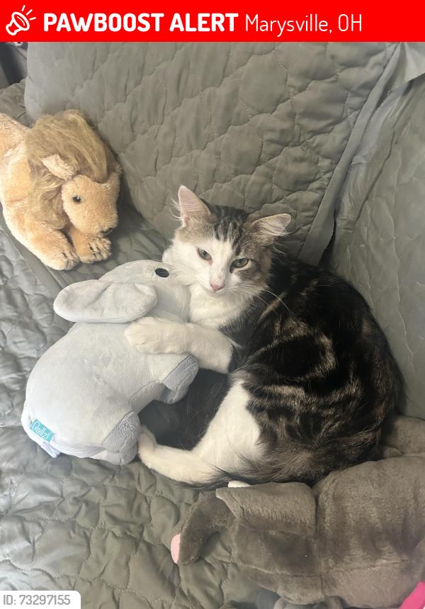 Lost Male Cat last seen Near Sycamore Drive, Marysville, OH 43040