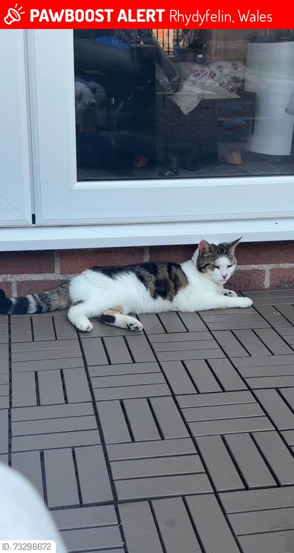Deceased Female Cat last seen Cardinal Newman school, Rhydyfelin, Wales 