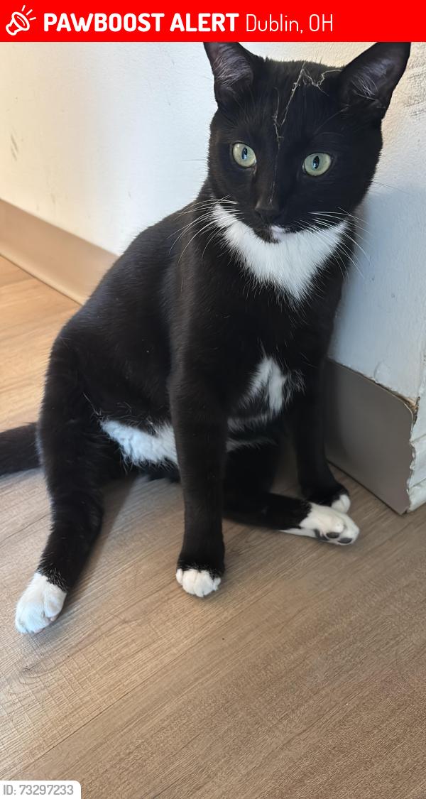 Lost Male Cat last seen Ravine lake Dublin ohio, Dublin, OH 43017