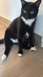 Lost Male Cat last seen Ravine lake Dublin ohio, Dublin, OH 43017