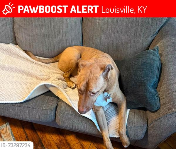 Lost Male Dog last seen Reutlinger and Rufer, Louisville, KY 40204