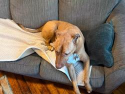 Lost Male Dog last seen Reutlinger and Rufer, Louisville, KY 40204