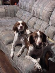 Reunited Female Dog last seen Woods across from ameren, House Springs, MO 63051