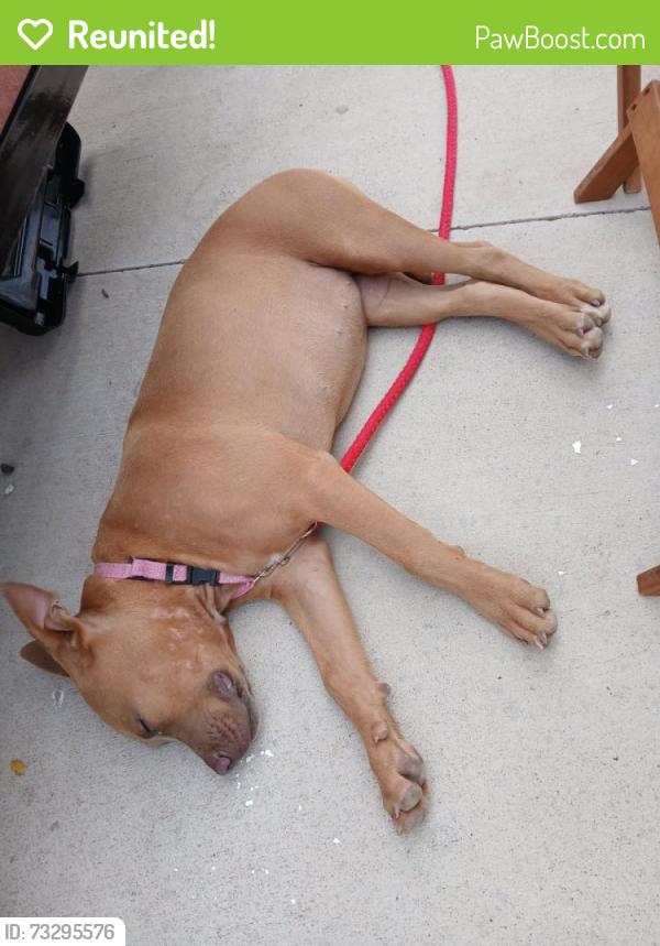 Reunited Female Dog last seen Farmers Market, Pharr, TX 78577