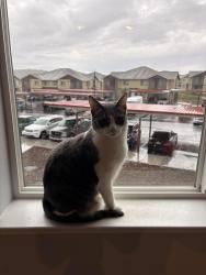 Lost Male Cat last seen Iron King Dr and Jordan Meadow, Spanish Springs, NV 89441