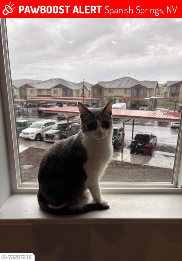 Lost Male Cat last seen Iron King Dr and Jordan Meadow, Spanish Springs, NV 89441