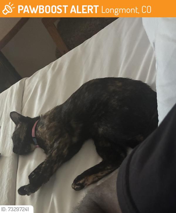 Found/Stray Female Cat last seen Travellodge hotel wyndham, Longmont, CO 80504