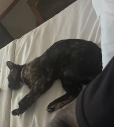 Found/Stray Female Cat last seen Travellodge hotel wyndham, Longmont, CO 80504