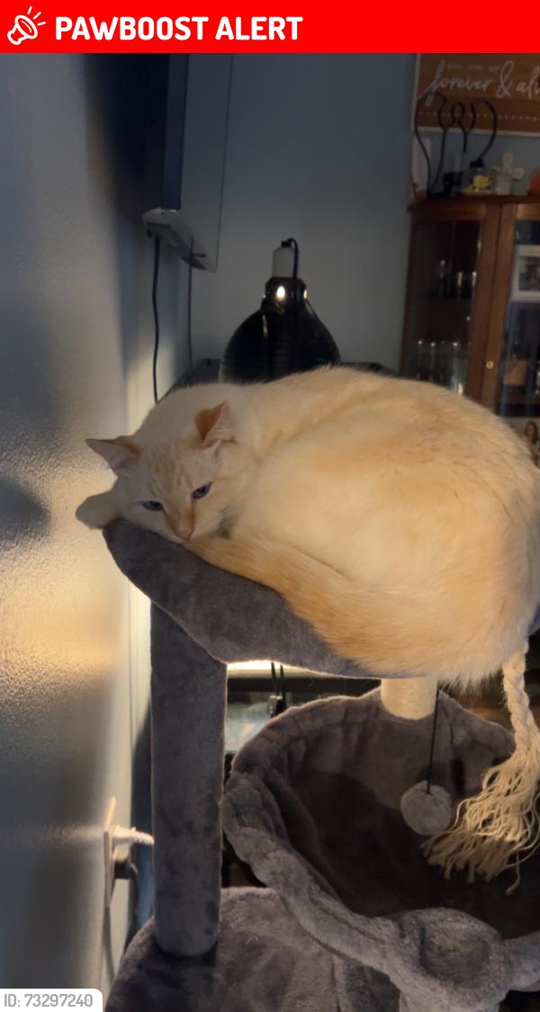 Lost Male Cat last seen Kraft road Ponchatoula Louisiana, Tangipahoa Parish, LA 70454