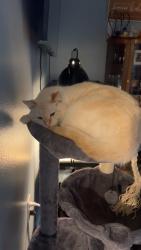 Lost Male Cat last seen Kraft road Ponchatoula Louisiana, Tangipahoa Parish, LA 70454