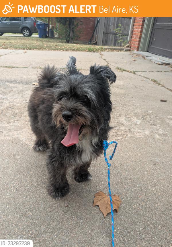Found/Stray Female Dog last seen 45th and oliver, bel aire, ks, Bel Aire, KS 67220
