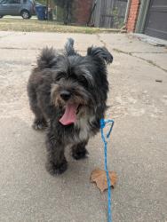 Found/Stray Female Dog last seen 45th and oliver, bel aire, ks, Bel Aire, KS 67220