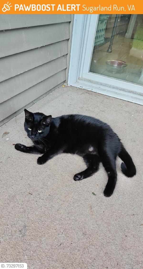 Found/Stray Unknown Cat last seen Avondale Drive and Sugarland Run Drive Sterling Va, Sugarland Run, VA 20164