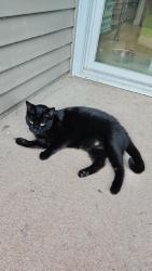 Found/Stray Unknown Cat last seen Avondale Drive and Sugarland Run Drive Sterling Va, Sugarland Run, VA 20164