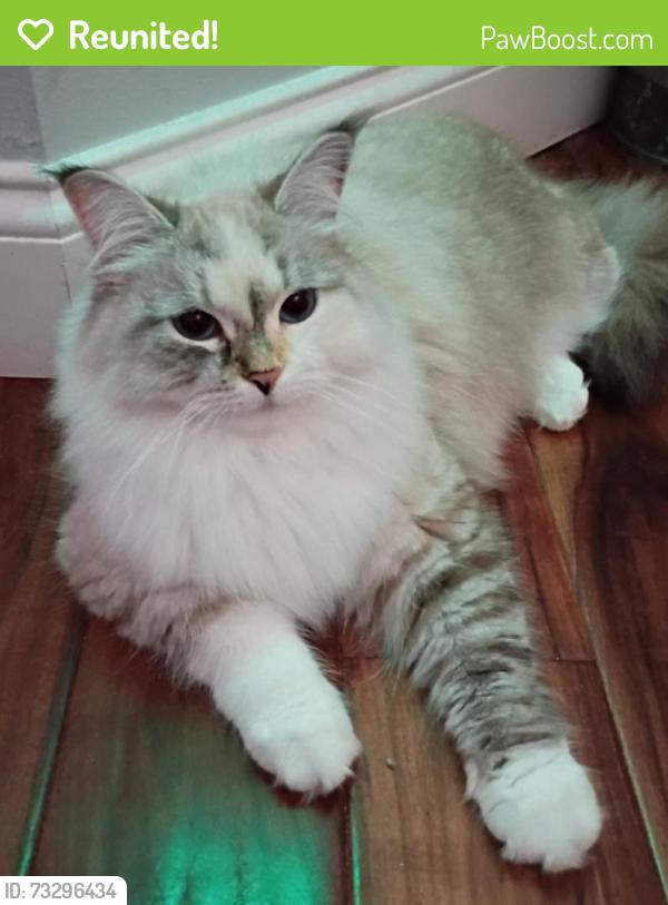 Reunited Female Cat last seen Dodd Road, Winter Park, FL 32792