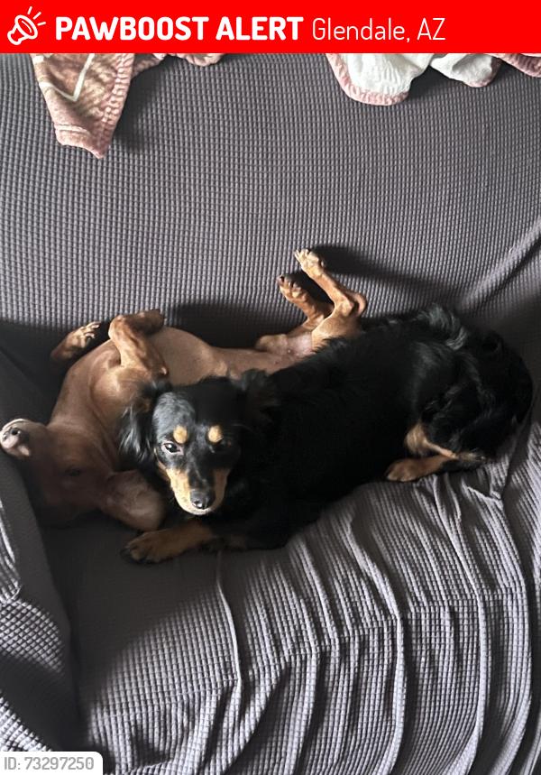 Lost Male Dog last seen Galleria apmts, Glendale, AZ 85304